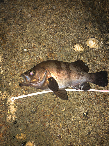 メバルの釣果