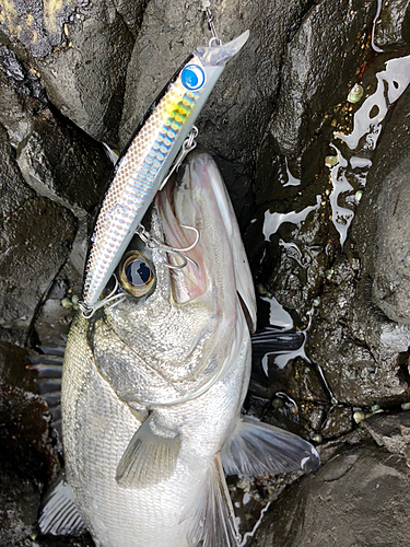 セイゴ（ヒラスズキ）の釣果