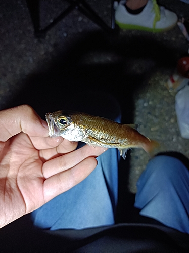 クロムツの釣果