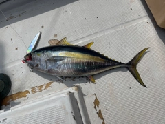 キハダマグロの釣果