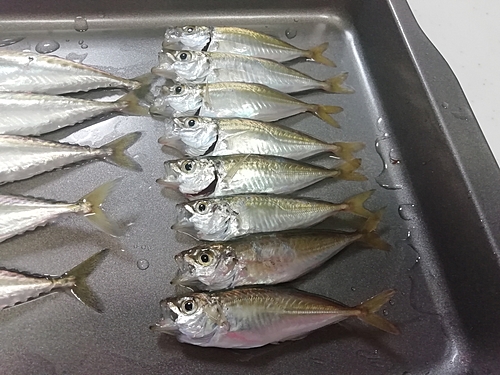 アジの釣果