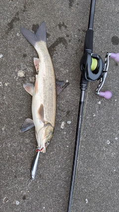 ウグイの釣果