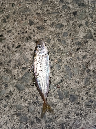 マアジの釣果