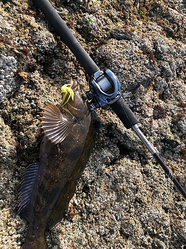 アブラコの釣果