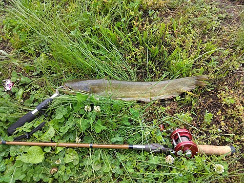 マナマズの釣果