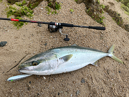 ハマチの釣果