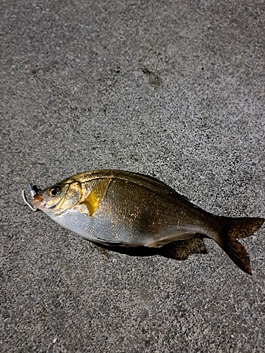 ウミタナゴの釣果