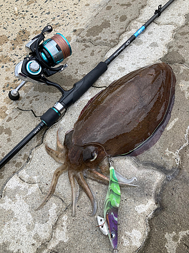 コウイカの釣果