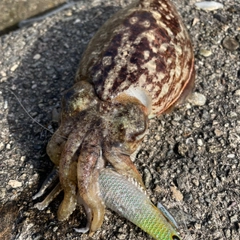 コウイカの釣果