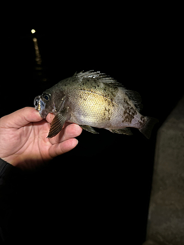 シロメバルの釣果