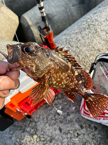 ガシラの釣果