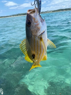 アカジンミーバイの釣果