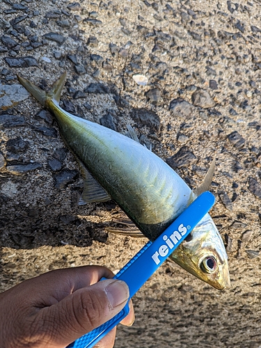 マルアジの釣果