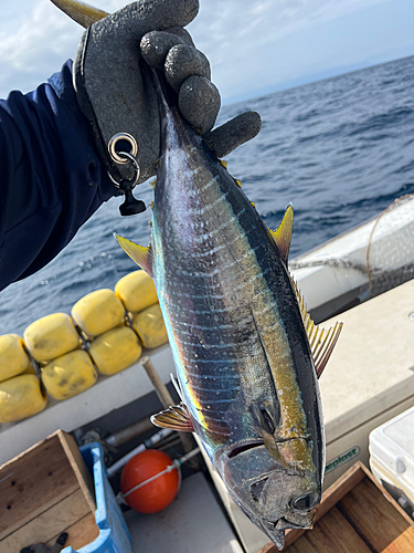 キハダマグロの釣果