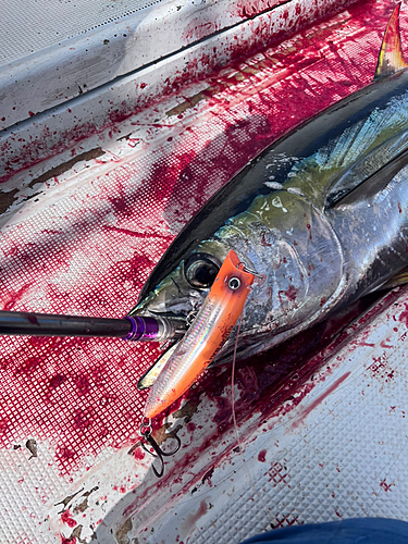 キハダマグロの釣果