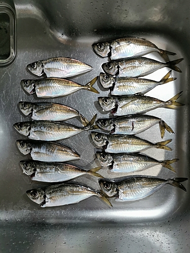 アジの釣果