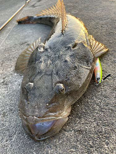 マゴチの釣果