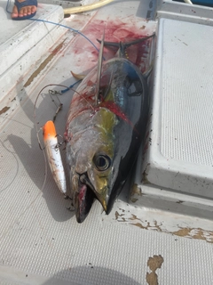 キハダマグロの釣果