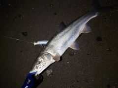 ウグイの釣果