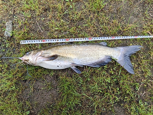 アメリカナマズの釣果