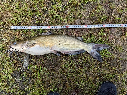 アメリカナマズの釣果