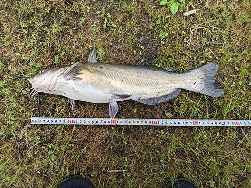 アメリカナマズの釣果