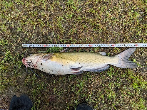 アメリカナマズの釣果