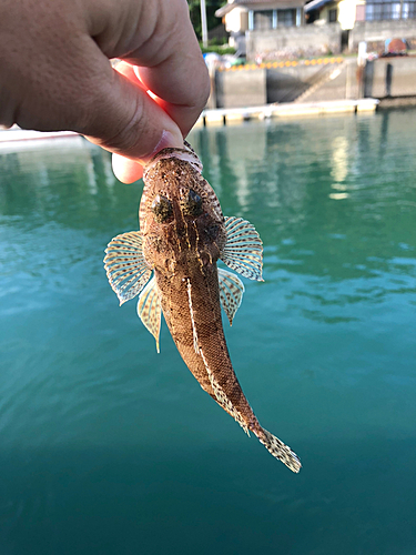 コチの釣果