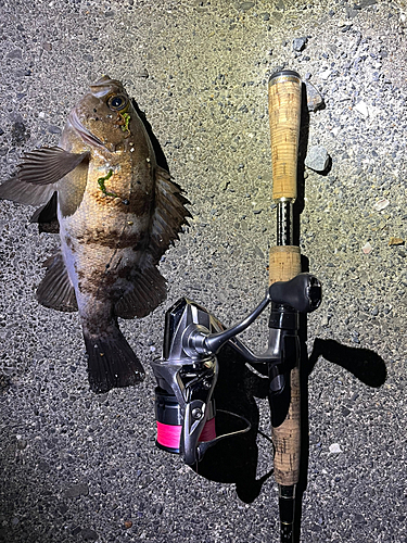 シロメバルの釣果