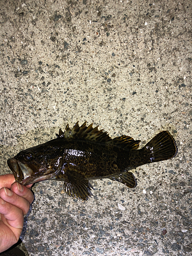 タケノコメバルの釣果