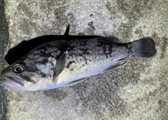 クロソイの釣果