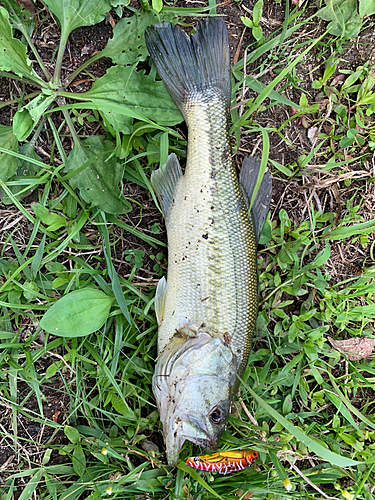 ラージマウスバスの釣果