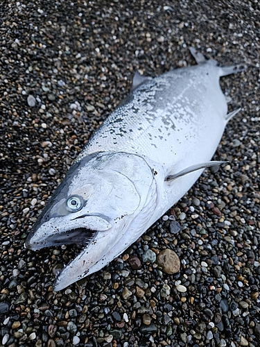 サクラマスの釣果