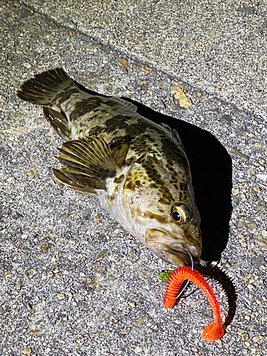 タケノコメバルの釣果