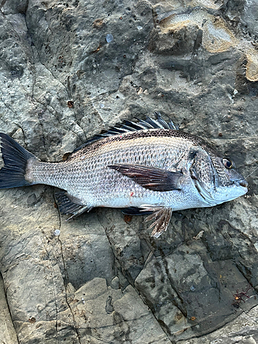 クロダイの釣果