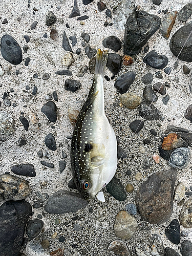 サバの釣果