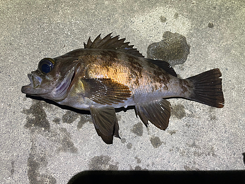 メバルの釣果