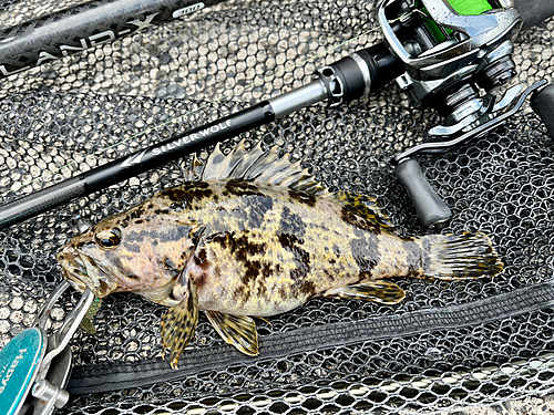 タケノコメバルの釣果