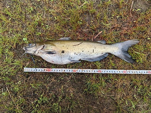 アメリカナマズの釣果