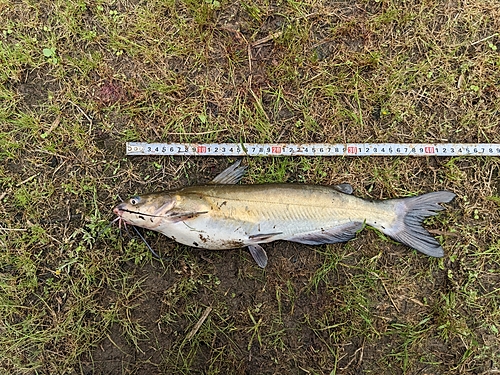 アメリカナマズの釣果