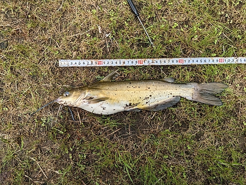 アメリカナマズの釣果