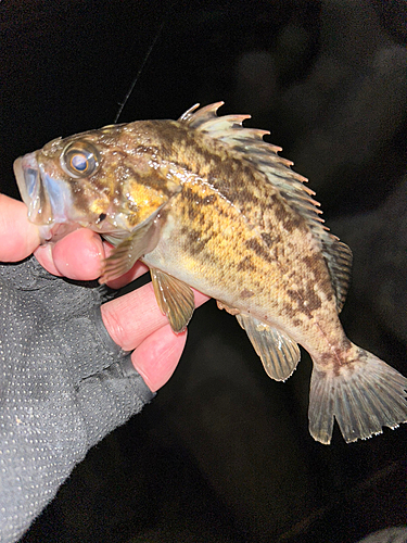 クロソイの釣果