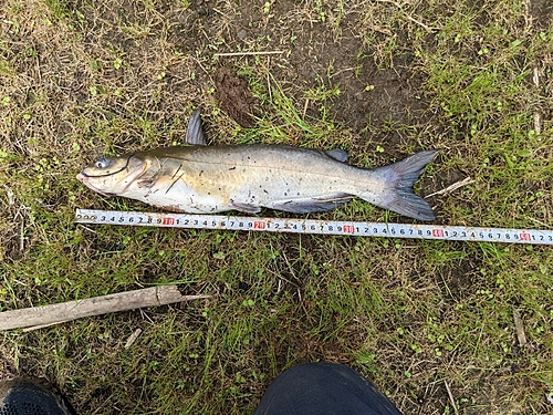 アメリカナマズの釣果