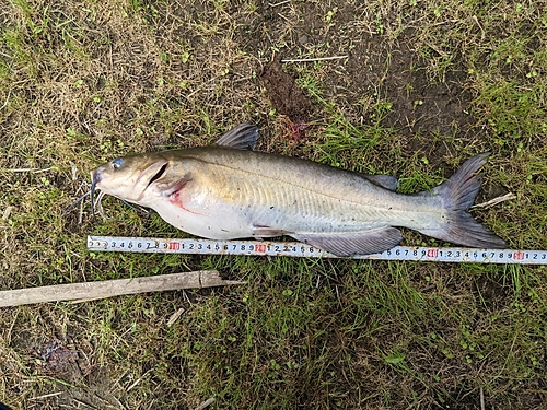 アメリカナマズの釣果