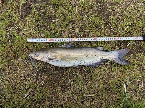 アメリカナマズの釣果