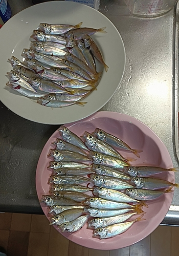 アジの釣果