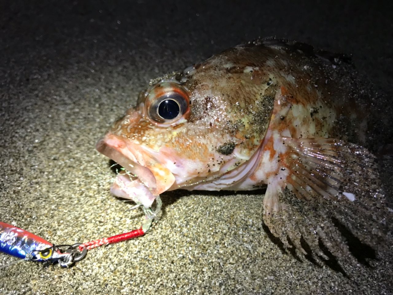 カサゴ