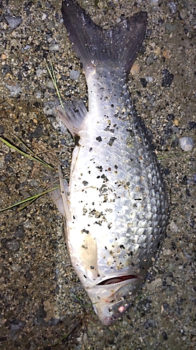 フナの釣果