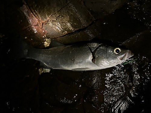 ヒラスズキの釣果