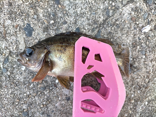 シロメバルの釣果